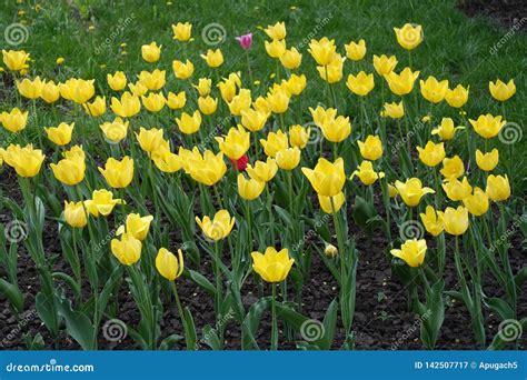 Spring Flowers - Yellow Tulips in Bloom Stock Image - Image of growth ...