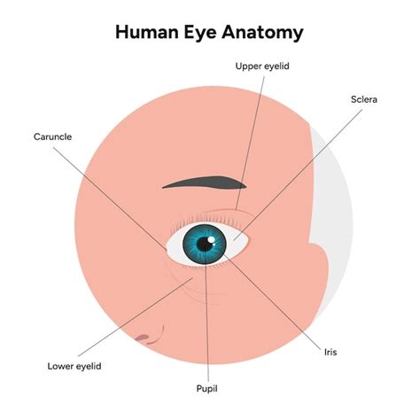 Estrutura Do Olho Humano Infogr Fico M Dico Ris Ptico Oftalmol Gico