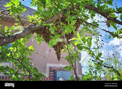 Swarm Of Honey Bees A Eusocial Flying Insect Within The Genus Apis