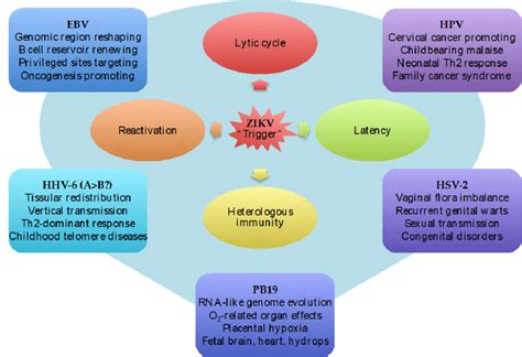 Zikv Infection Impacts Human Latent Virus Biological Systems Zikv Acts