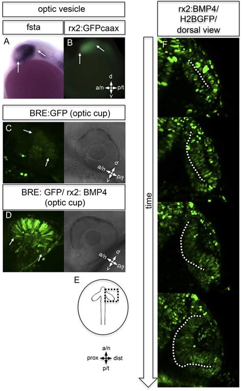 Figures And Data In Eye Morphogenesis Driven By Epithelial Flow Into