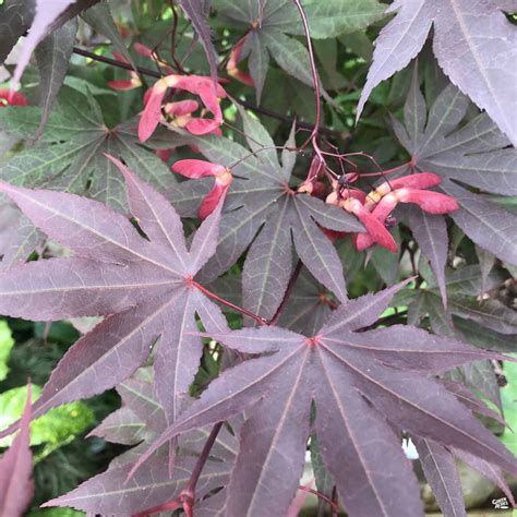 Japanese Maple 'Bloodgood' — Green Acres Nursery & Supply