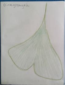 Gymnosperms Or Naked Seed Introduction To Plants