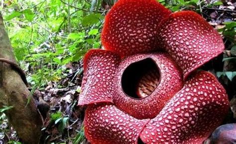 15 Beautiful Endemic Flora In Indonesia