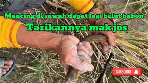 Mancing Belut Di Sawah Memang Mantap Dapat Belut Babon YouTube