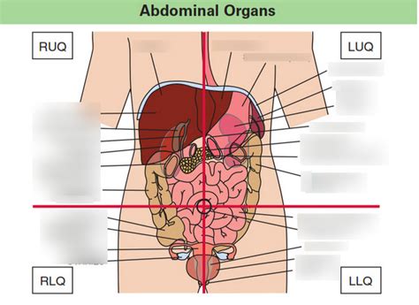 Abdominal Organs Label Diagram Quizlet