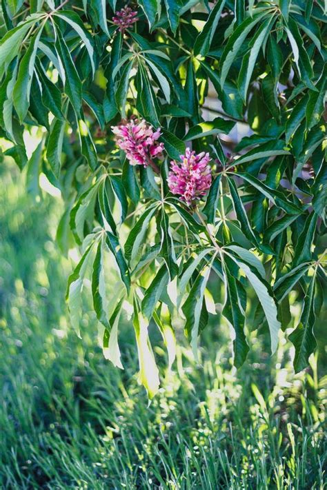 Red chestnut tree flowers stock image. Image of park - 69337411