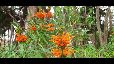 Cuidados del Leonotis leonurus Oreja de león Cola de león YouTube