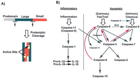 Caspase Activation And Signaling Pathways A Each Caspase Is