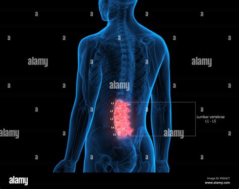 Scheletro Umano Del Sistema Colonna Vertebrale Lombare Anatomia Delle