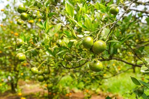 Premium Photo Oranges On The Tree Ready For Harvests Navel Orange