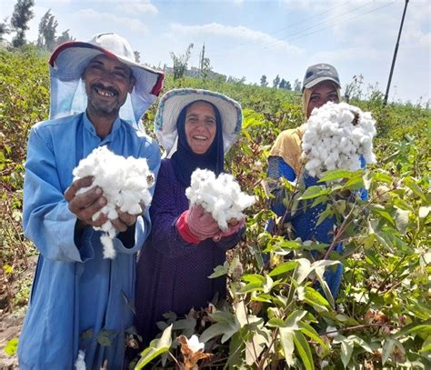 Cottonconnects Reel Cotton Pilot Programme In Egypt — Cottonconnect