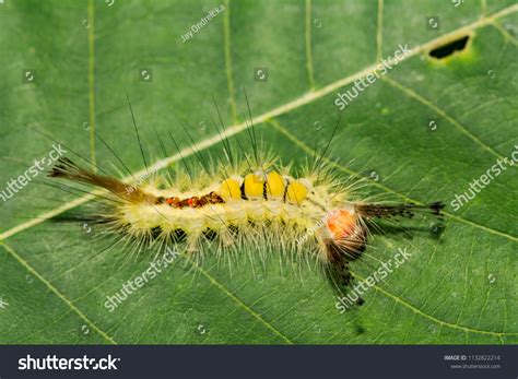 White Marked Tussock Moth Caterpillar Orgyia Leucostigma Stock Photo