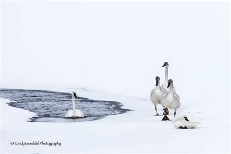 A Trumpeter Swan Family of Five, on Snow in Winter | Goeddel ...