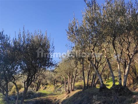 Terreno Agricolo Strada Comunale Di Pullcciano Castelfranco Piandisco