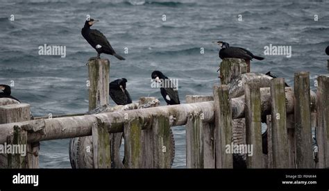 Big Cormorant Birds On Wooden Pier Stock Photo Alamy