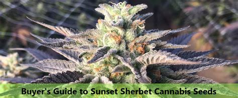 2022 Buyer's Guide to Sunset Sherbet Cannabis Seeds - CNBS