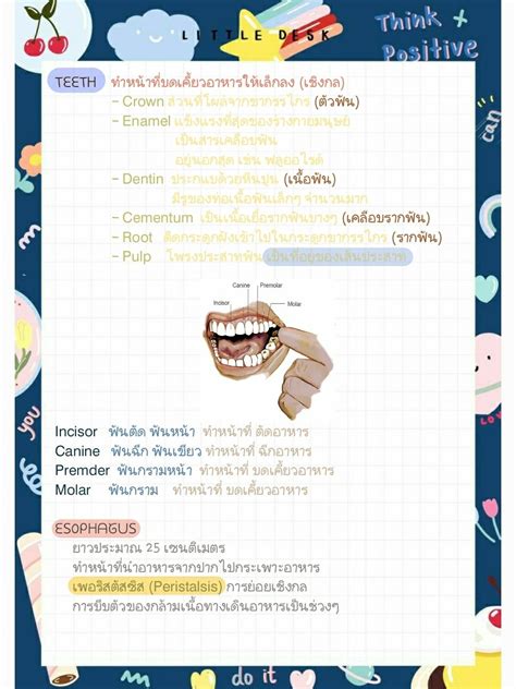 ม 5 โนตของ ระบบยอยอาหารของมนษย ชน Clear บนทกการศกษา ศกษา