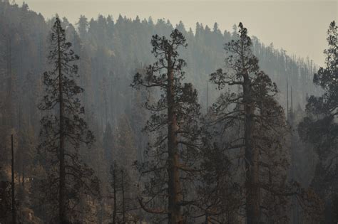 Fire In Yosemite Fire Facts Wildfire News And Resources