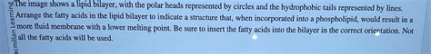 Solved of The image shows a lipid bilayer, with the polar | Chegg.com