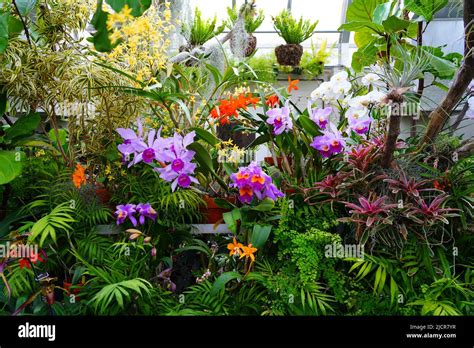 Washington Dc Mar View Of The Orchid Greenhouse At The