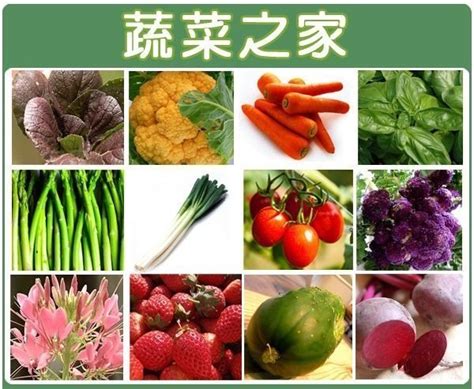 【蔬菜之家滿額免運】蔬菜花草種子總匯400種以上全面每包13元滿額免運費 Yahoo奇摩拍賣