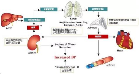 医药故事·目录3——系统之稳（肾素 血管紧张素系统药物特辑）（120 128） 知乎