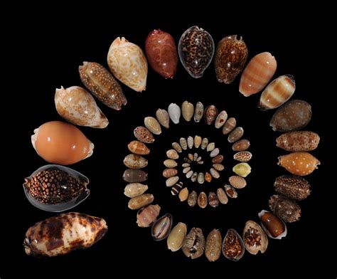 meet  reef expert collecting environmental time capsules