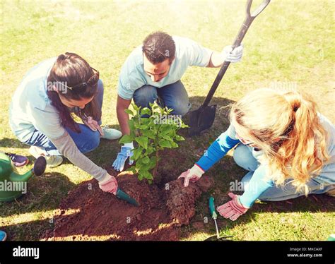 Group Of Volunteers Planting Tree In Park Stock Photo Alamy