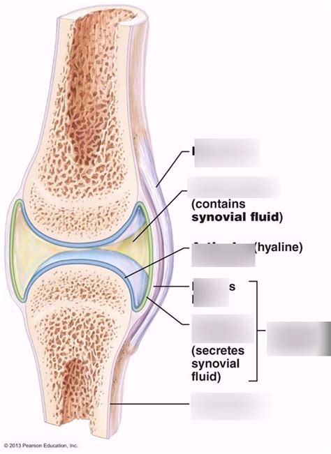 A P Lab Figure Structure Of A Synovial Joint Diagram Quizlet