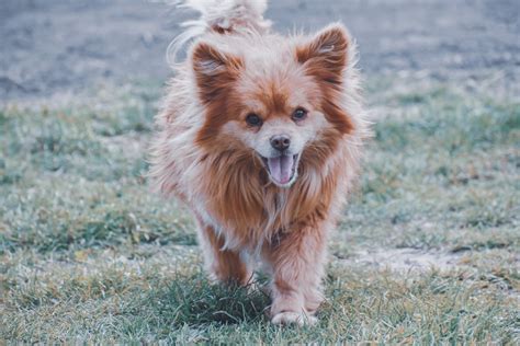 Cute dog walking on green meadow · Free Stock Photo