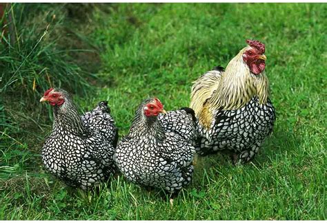 Choose Silver Laced Wyandotte Chicken For Your Backyard Flock