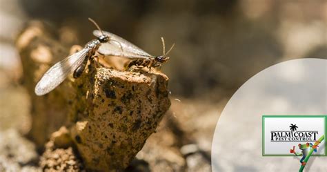 Four Common Termites In Florida Pest Control Jupiter Termite