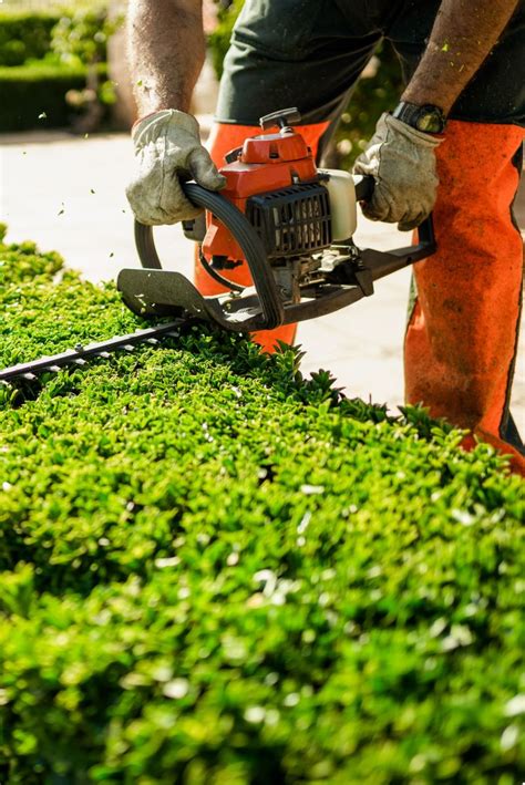 Professional Hedge Trimming Services