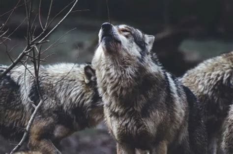 22 Wolf Facts Exploring the Wonderful World of Wolves