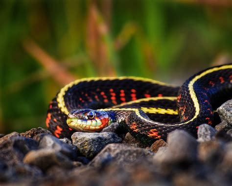 Garter Snake Color Photograph Fine Art Wall Art Print Wall Decor