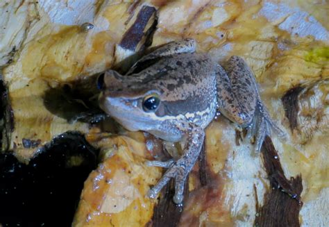 Frog Spotting at Herdsman Lake | Western Australian Naturalists Club