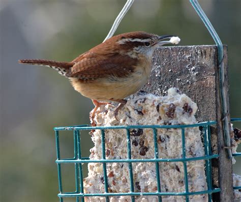 Door to Nature: Jenny Wren and Her Relatives - Door County Pulse