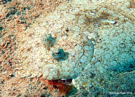 Flounder Camouflage | ROLLING HARBOUR ABACO