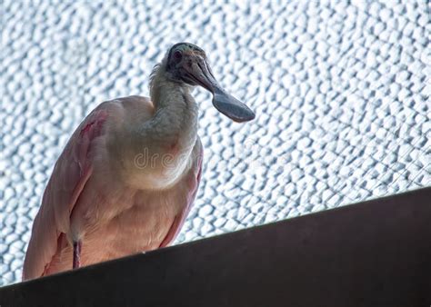 Roseate Spoonbill Platalea Ajaja In The Americas Stock Image Image