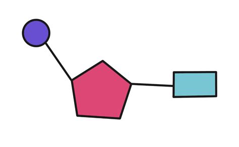 IB SL Biology 2.6 - Structure of DNA Diagram | Quizlet