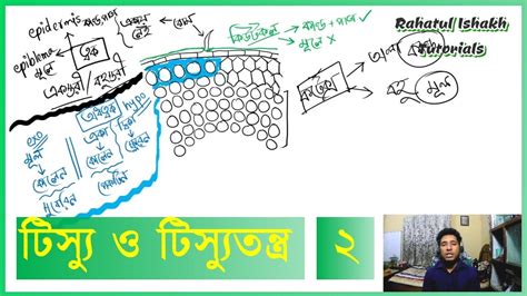 Botany Lecture In Bangla Understanding Tissues And Tissue Systems In