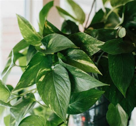 Staked Golden Pothos Care Your Step By Step Guide Growth