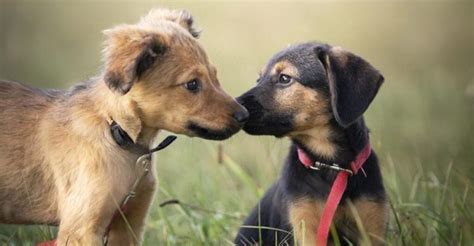 15 Puppy Training Secrets Every New Owner Should Know