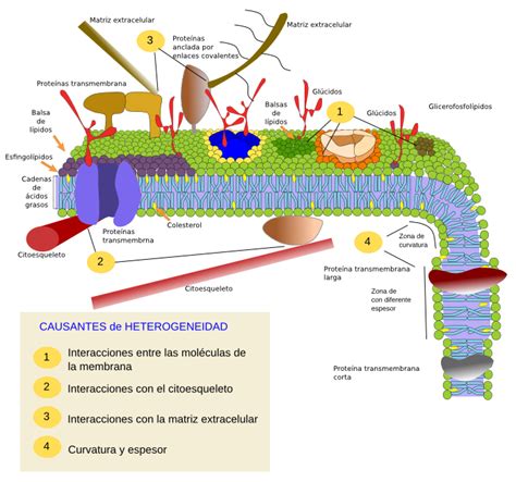 La Célula 2 Membrana Celular Permeabilidad Fluidez Heterogeneidad