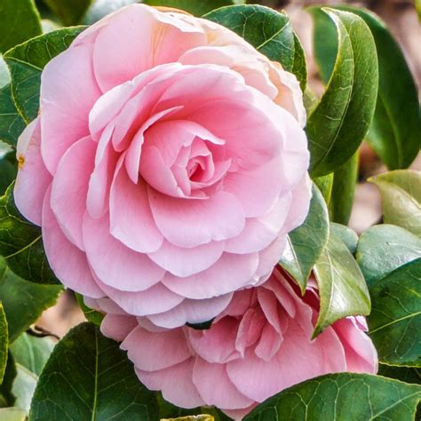 Camellia Japonica Nuccios Cameo Leafwise