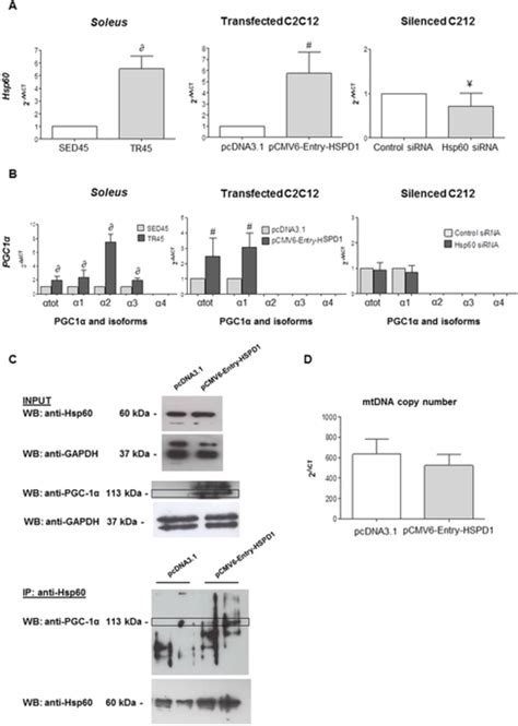 Rt Pcr Analysis Validates The Increase In The Levels Of Hsp60 Gene