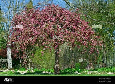 Flowering Apple Tree Malus Pumila In Bloom In Spring Stock Photo Alamy