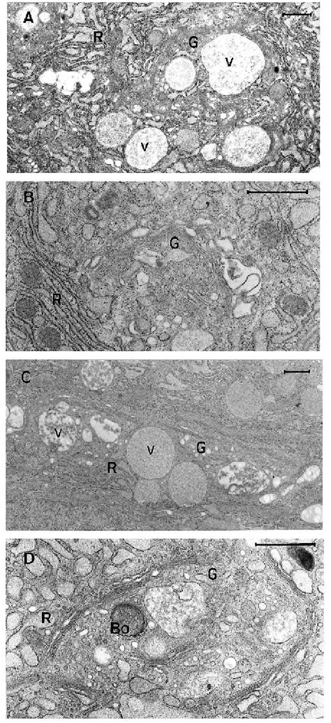 Golgi Apparatus In Secretory Cells Of Bothrops Jararaca Venom Gland