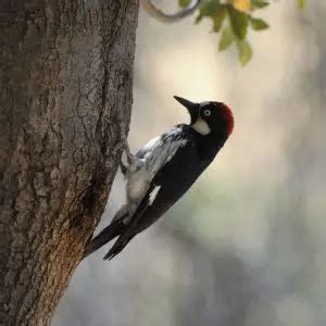 Acorn Woodpecker - Facts, Diet, Habitat & Pictures on Animalia.bio